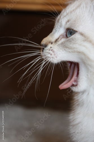 Cute kitten yawning - Mignon chaton qui baille photo