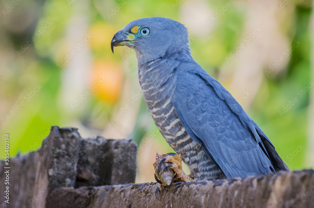 Fototapeta premium Hook-billed Kite male (Chondrohierax uncinatus) holding a African Giant Snail (Achatina fulica)