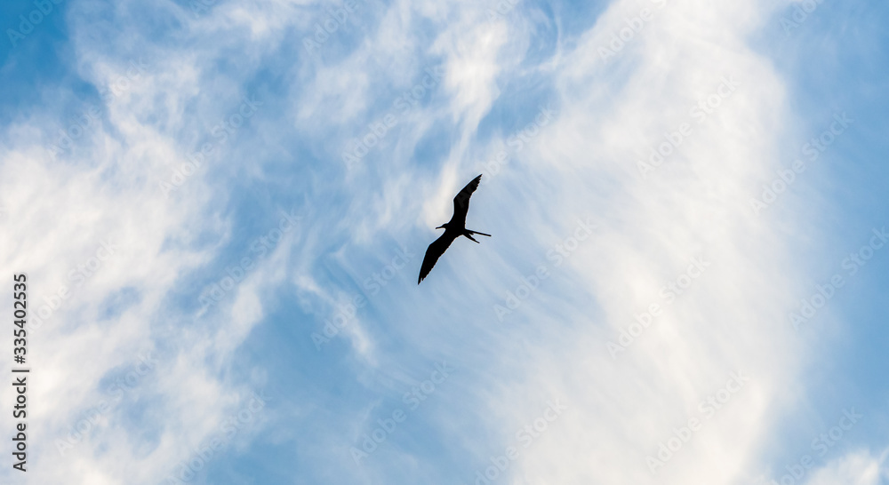 Soaring frigate bird Soaring frigate bird