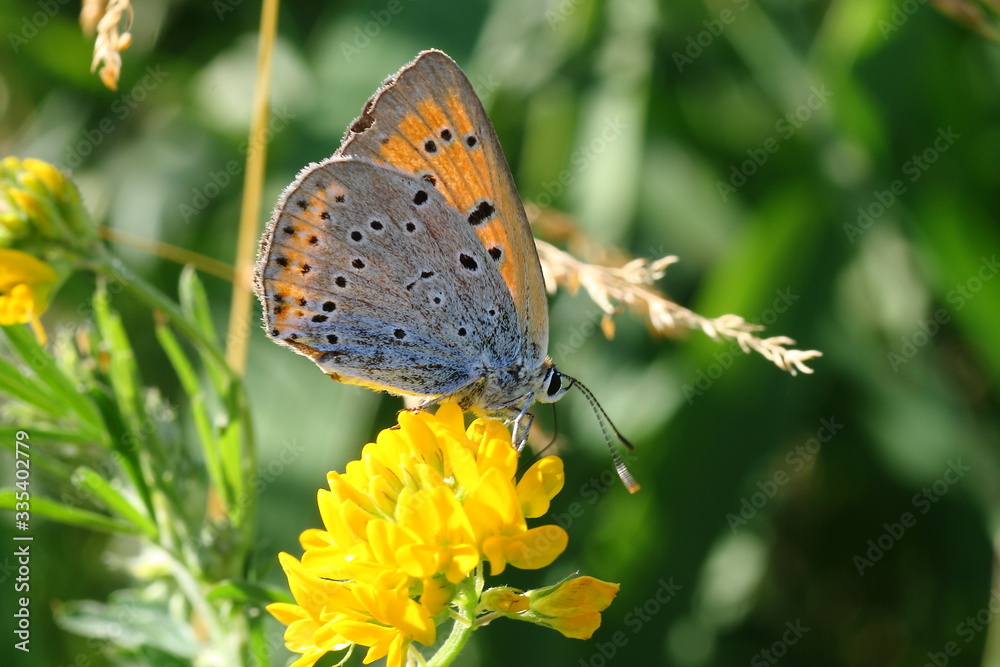 Butterfly sitting on blooming flowers
Butterfly sitting on blooming flowers