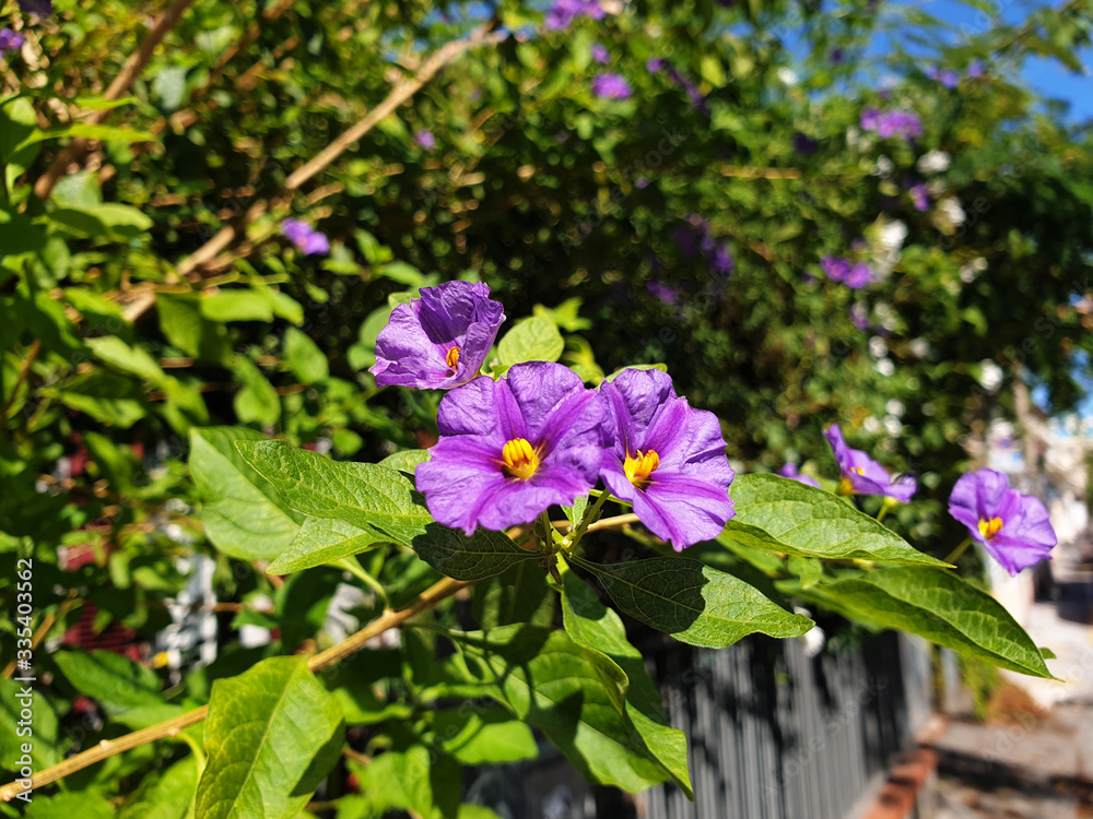 Purple Lycianthes rantonnetii flowers blooming on a tree branch. Purple Lycianthes rantonnetii flowers blooming on a tree branch.