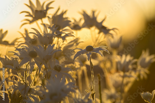 Flannel flower at sunset, Palm Beach Australia photo