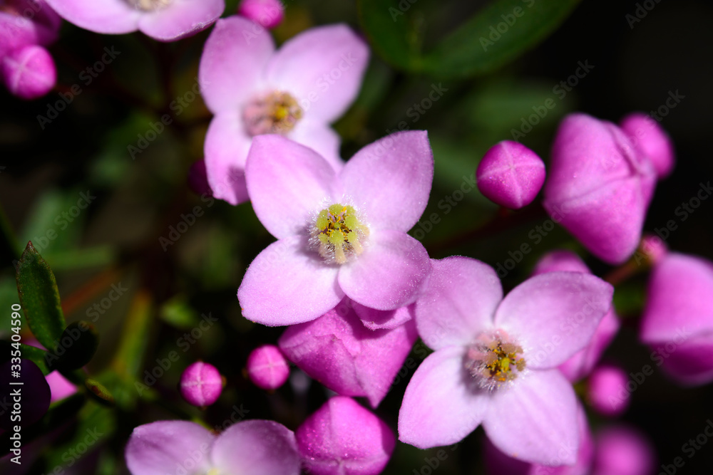 Pinnate Boronia flowers, Muogamarra Nature Reserve Australia