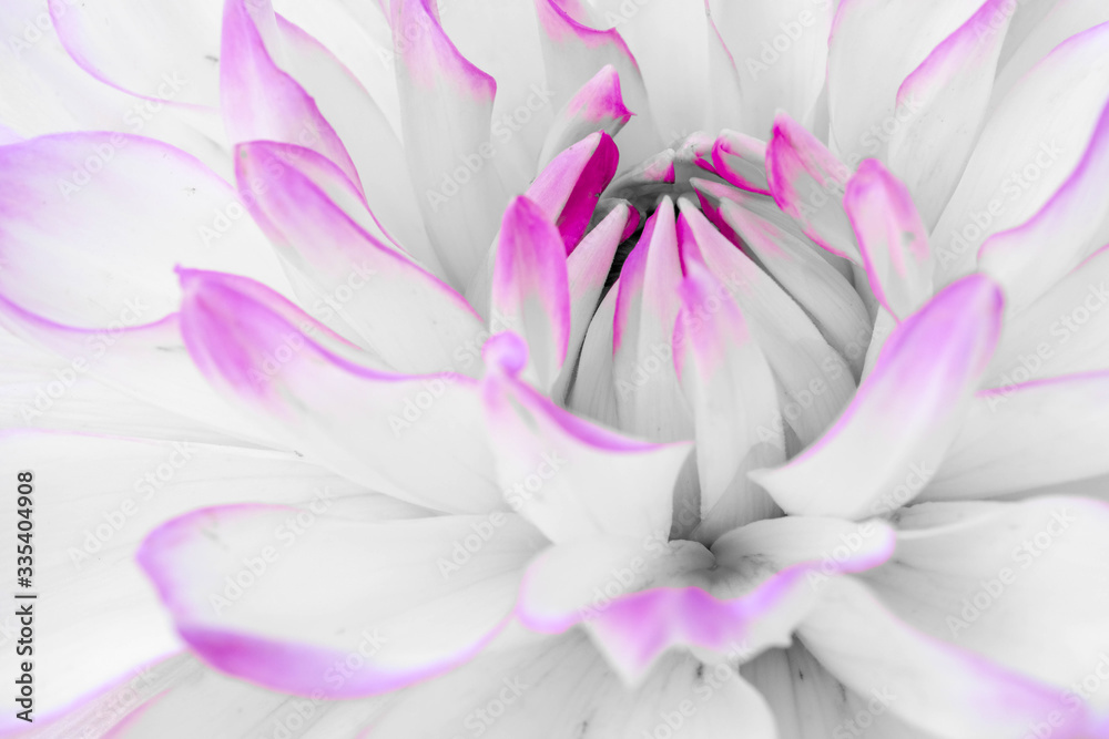 Pink flower with white