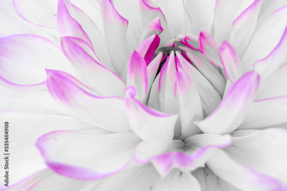 Obraz premium Pink flower with white