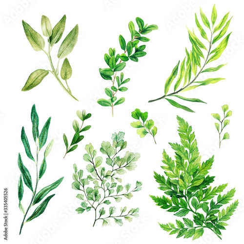 Silver flora  lamb ears leaves  Watercolor bright greenery collection