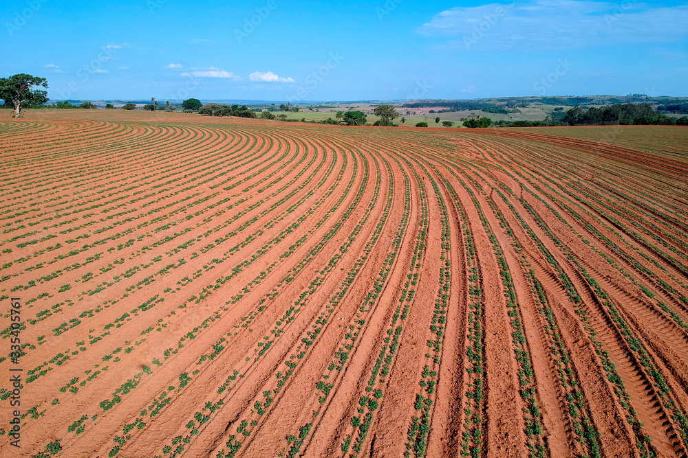 aerial view of baby peanut plant on field in Brazil aerial view of baby peanut plant on field in Brazil