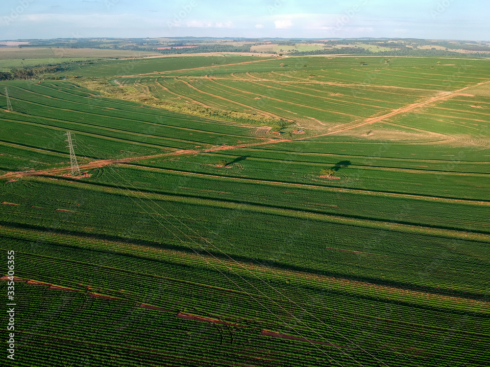 Aerial view from drone of little peanut plant in field and high voltage tower in Brazil