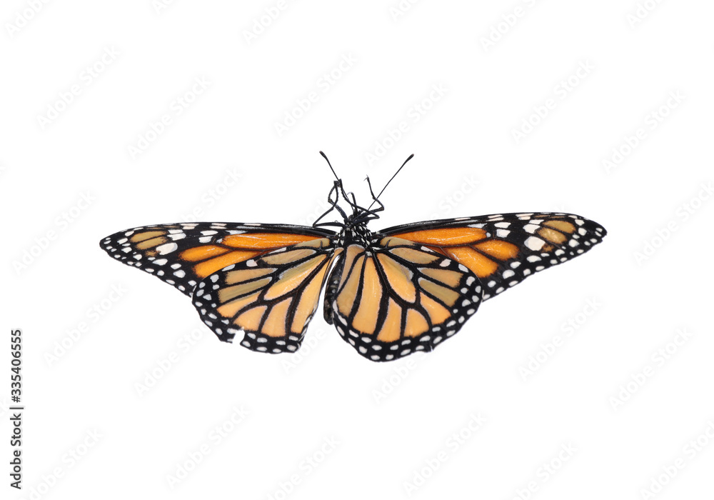 Beautiful fragile monarch butterfly isolated on white Beautiful fragile monarch butterfly isolated on white