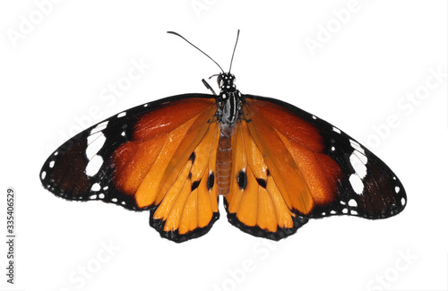 Photography Beautiful painted lady butterfly isolated on white