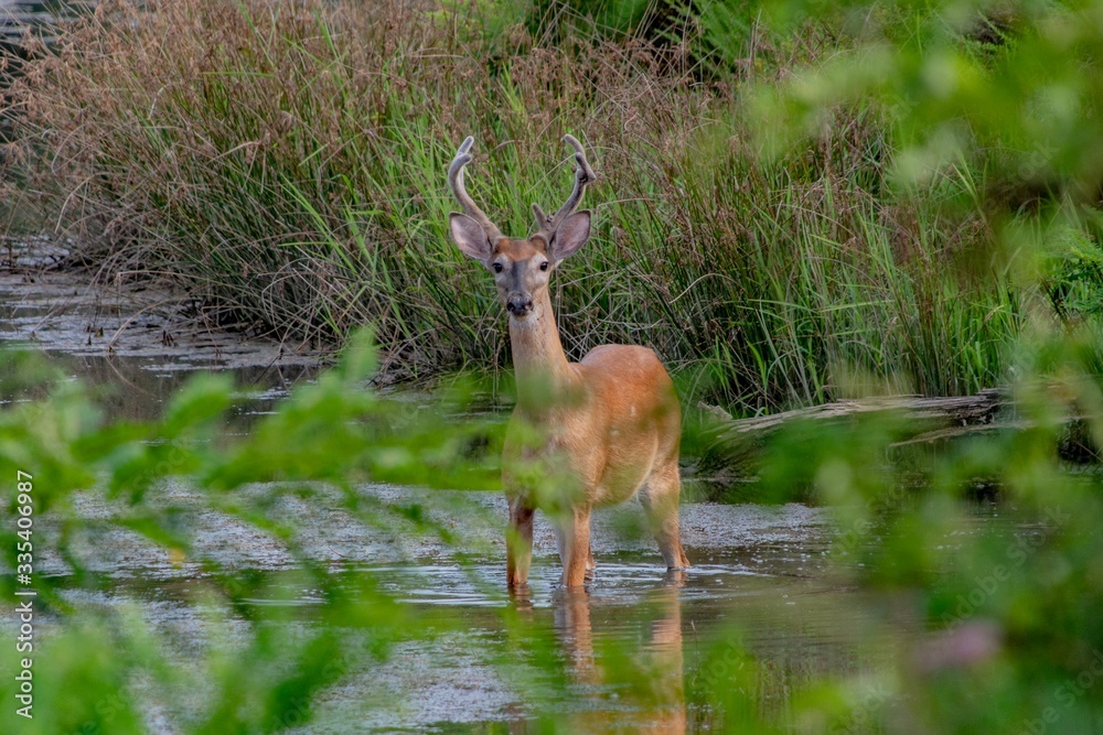 Obraz premium deer in the wild