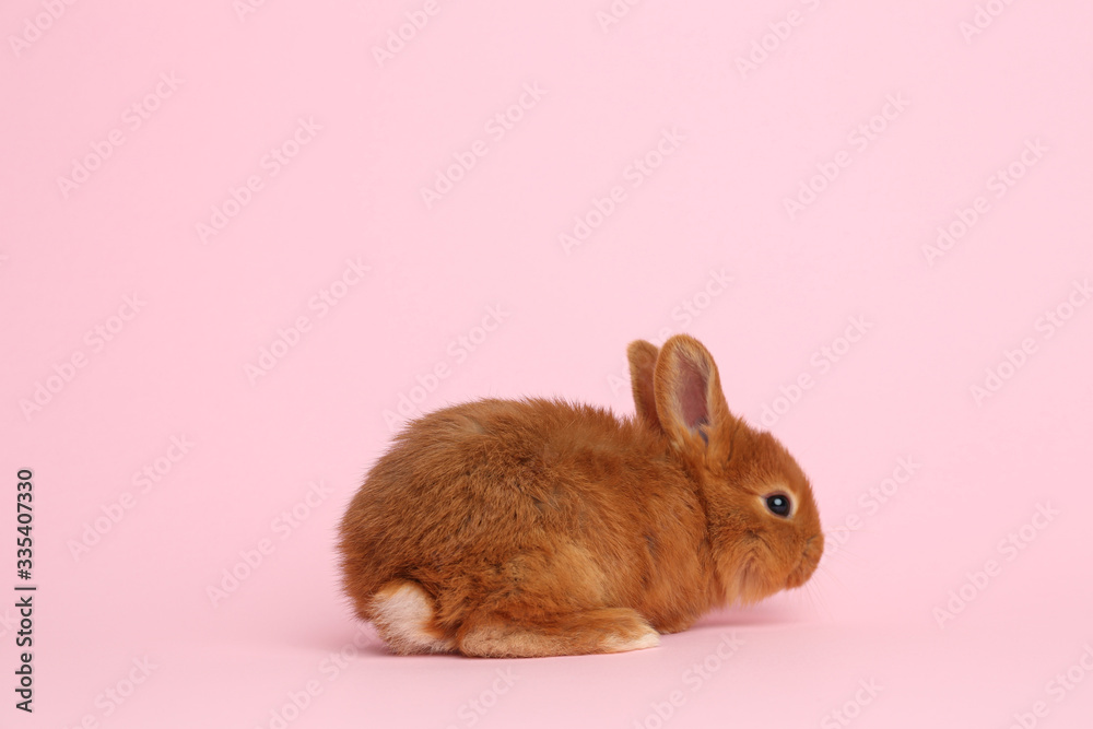 Adorable fluffy bunny on pink background. Easter symbol Adorable fluffy bunny on pink background. Easter symbol