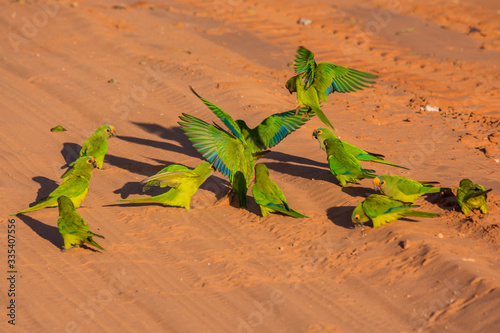 Peach-fronted Parakeet (Eupsittula aurea) flock photo