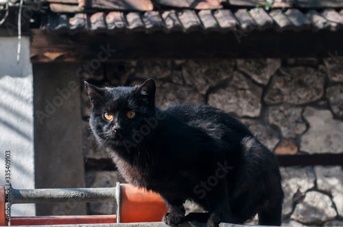 Black street cat on garbage bin closeup in sunny day