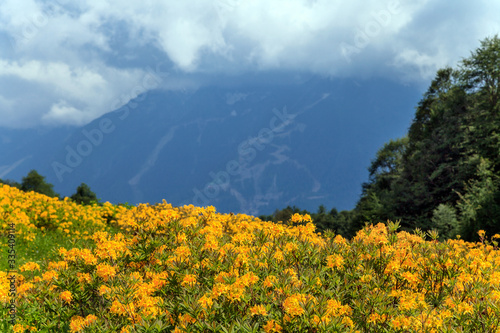 Scenic summer landscape of Caucasus mountains with yellow growths of blooming azalea. Khmelyovskiye Lakes, Krasnaya Polyana, Sochi, Russia.