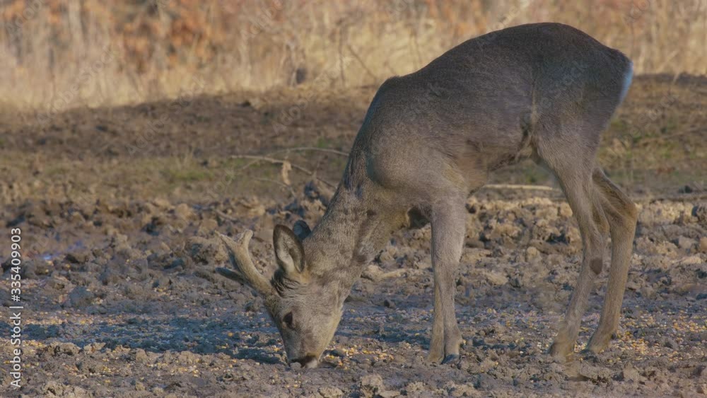 Roebuck and roe deer in the forest in the early spring Roebuck and roe deer in the forest in the early spring