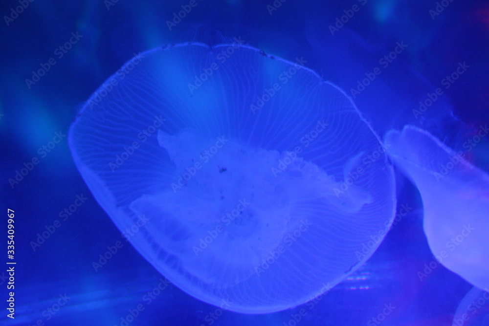 Colorful group of jelly fish Colorful group of jelly fish