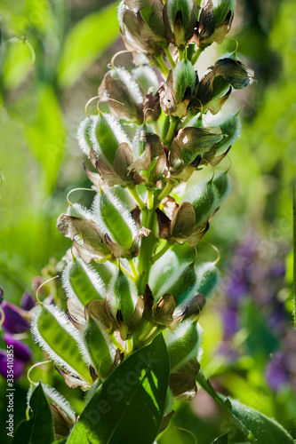 Closeup of the husk beans of a lupine large, purple garden flower Lupinus pol...