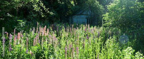 Panoramic view of Lupine on the meadow in front of the old house at sunset. L...