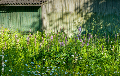 Lupine flowers on the background of trees shed wall
