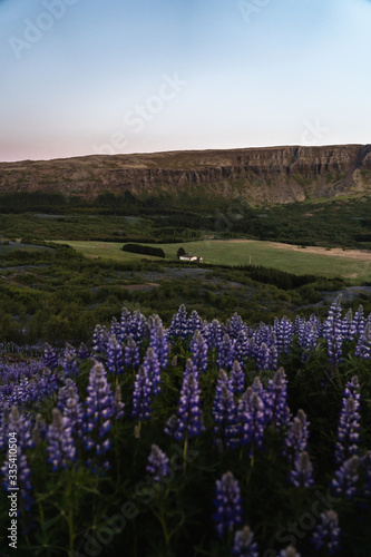 Field of Lupin flowers during sunset in Iceland