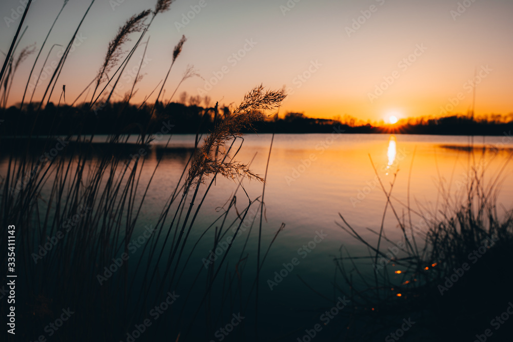 reed silhouettes landscape lake during sunset reed silhouettes landscape lake during sunset