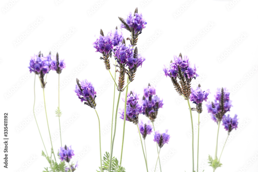 Fototapeta premium 白背景のラベンダー