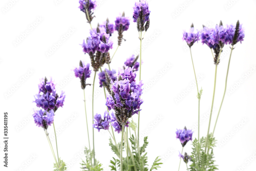 Naklejka premium 白背景のラベンダー