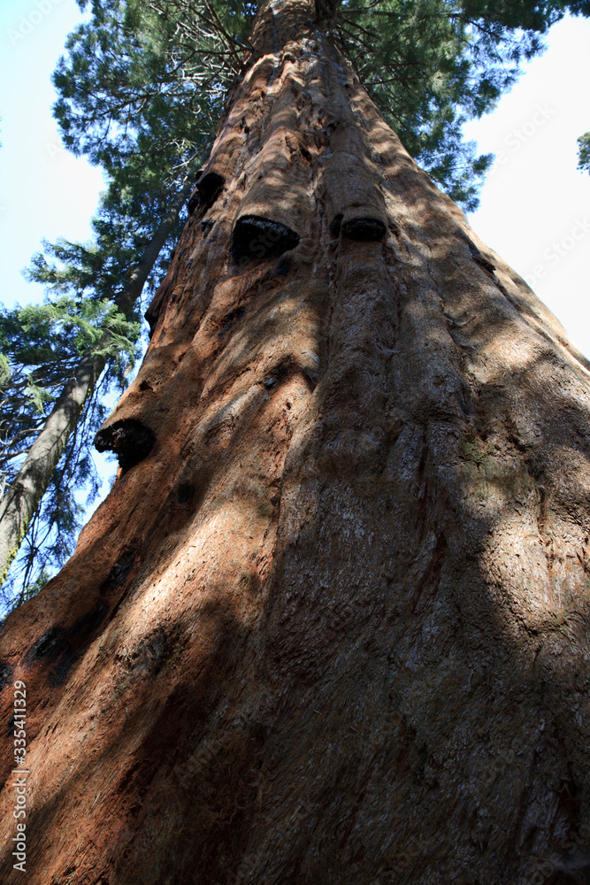 California / USA - August 23, 2015: A giant sequoia tree trunk detail in the forest of Sequoia National Park, California, USA California / USA - August 23, 2015: A giant sequoia tree trunk detail in the forest of Sequoia National Park, California, USA