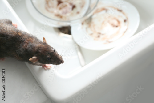 Rat near kitchen sink with dirty dishes. Pest control