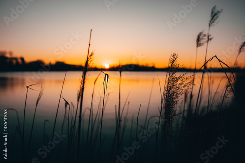 reed silhouettes at lake during sunset