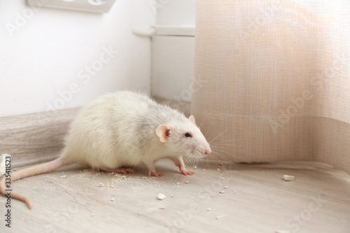 White rat on floor indoors. Pest control