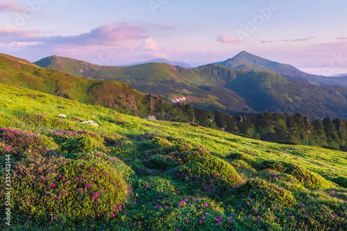 Rhododendron flowers covered mountains meadow in summer time. Pink sunrise light glowing on a foreground. Landscape photography. Nature background