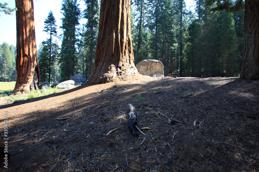 Fototapeta premium California / USA - August 23, 2015: Giant Sequoia (Sequoiadendron giganteum) and spruce tree trunks in Sequoia National Park, California, USA