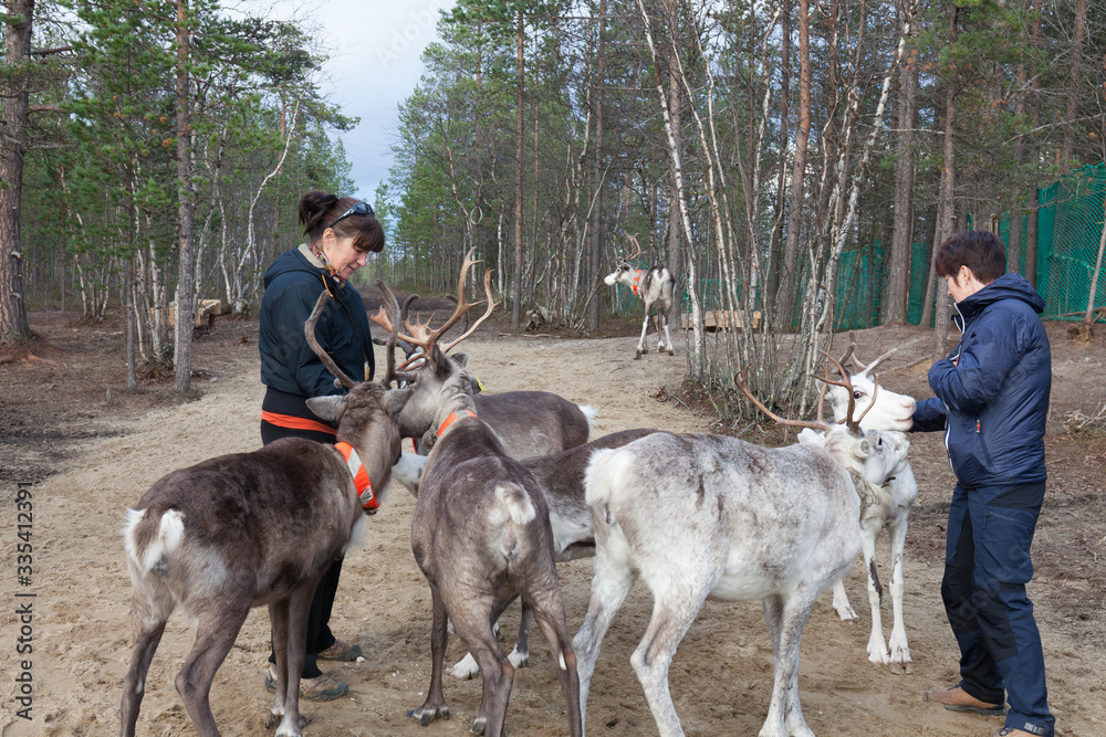 Fototapeta premium Two women feed reindeer, Sami, saami village on the Kola Peninsula, Russia. Tourist ethnographic parking. Settlement Old Titovka, Murmansk region.