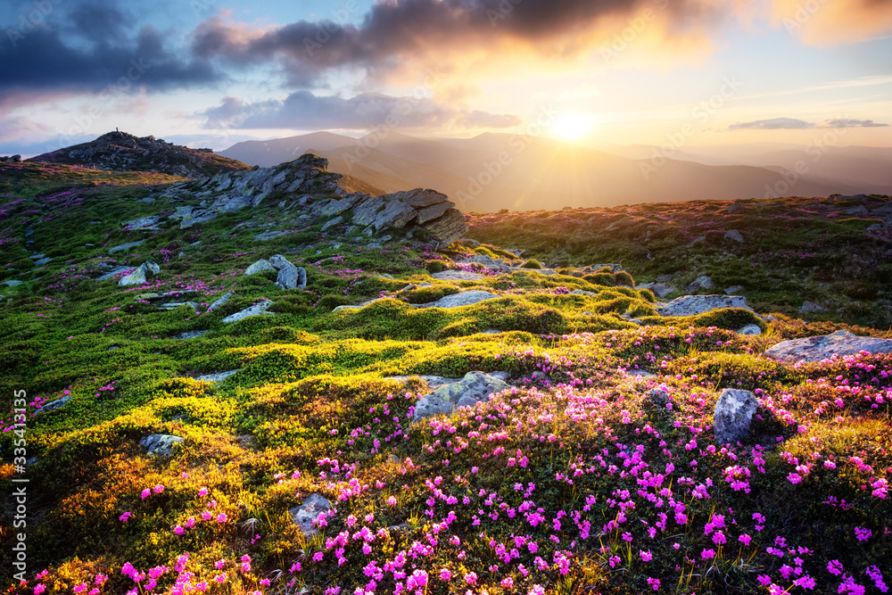 Gorgeous landscape with charming pink rhododendron flowers at Carpathian mountains. Beautiful nature background and perfect summer wallpaper