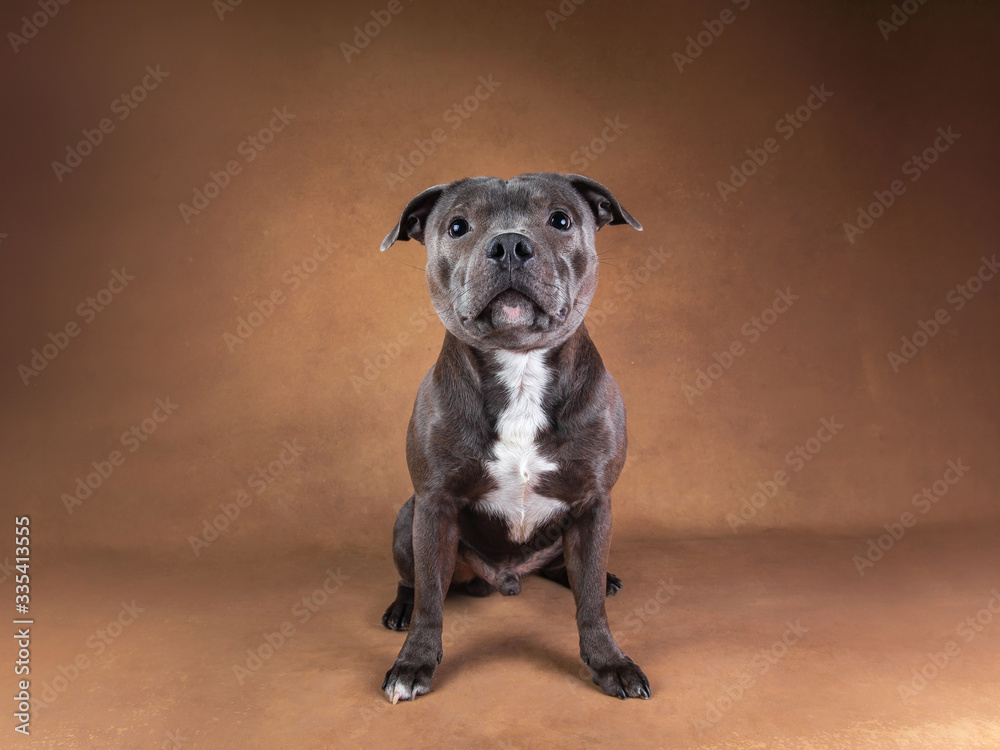 Young funny American Staffordshire terrier looking at camera Young funny American Staffordshire terrier looking at camera