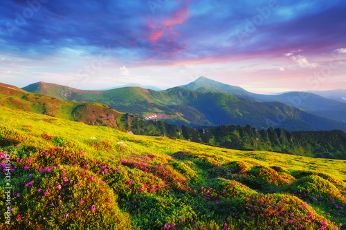 Rhododendron flowers covered mountains meadow in summer time. Purple sunrise light glowing on a foreground. Landscape photography