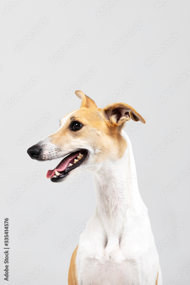 Adult whippet sits indoor isolated on white
