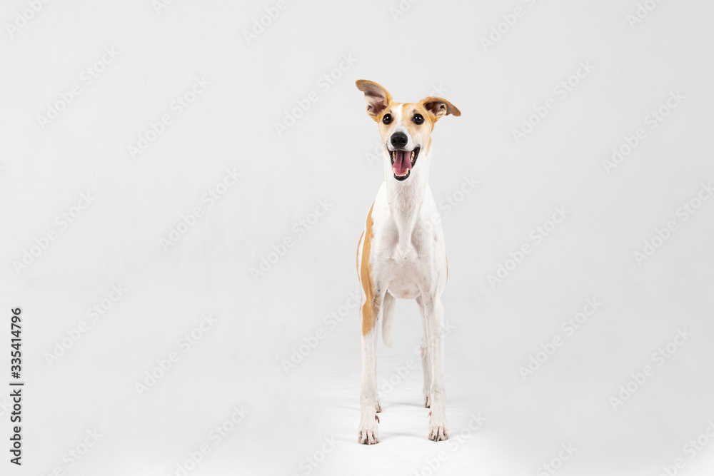 Adult whippet stands indoor isolated on white