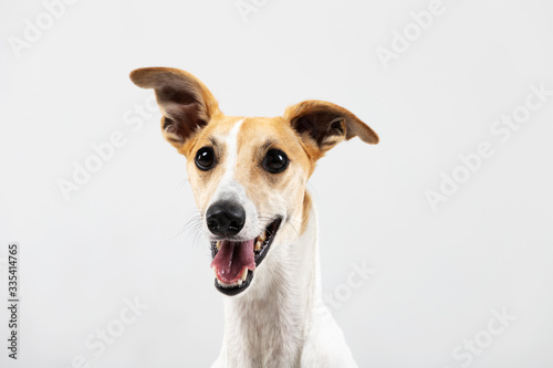 Adult whippet sits indoor isolated on white