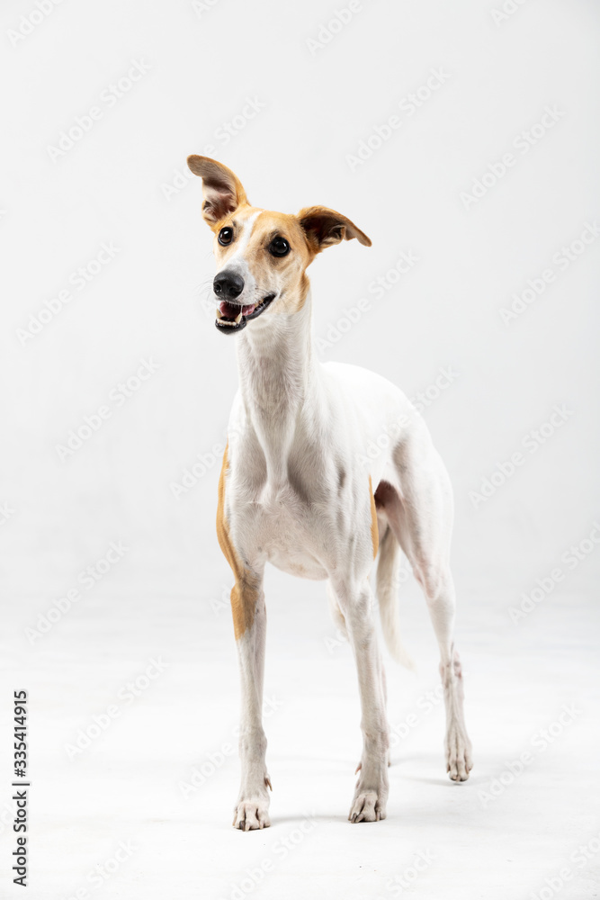 Adult whippet stands indoor isolated on white