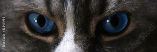 beautiful blue cat's eyes art