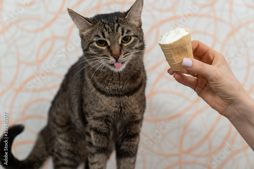 cute kitten funny licks ice cream in a waffle cup