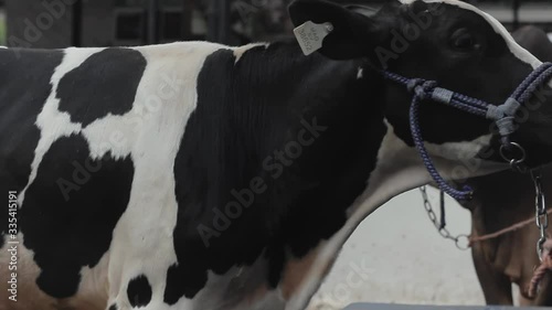 A close up of holstein breed cattle in a rural ranch of Santa Ana, El Salvador. photo