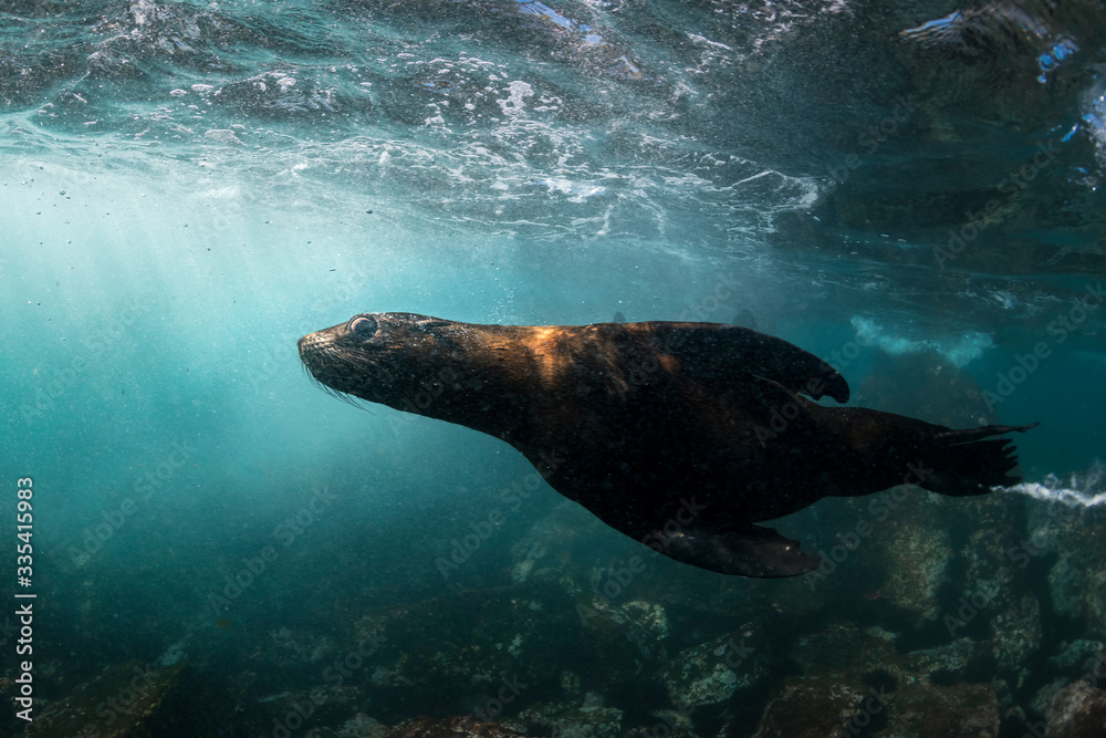Fototapeta premium Playful seal swimming in the oxygen-rich water, Australia