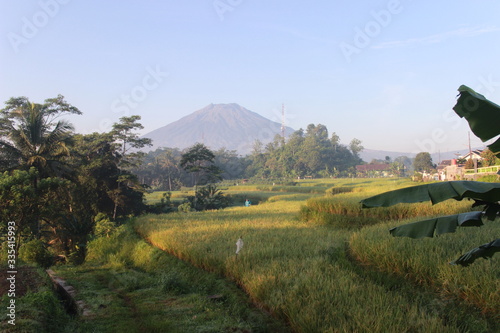 rice terraces in Temanggung central java indonesia