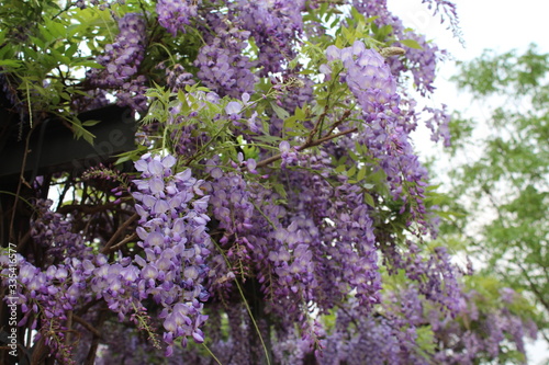 Garden with beautiful wisteria flowers in the spring season.