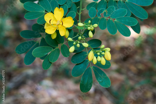 The striking canary yellow of a Senna pendula var. glabrata flower in full bloom. The Climbing cassia / Winter senna - a yellow flowering plant, native to South America but invasive in Australia.