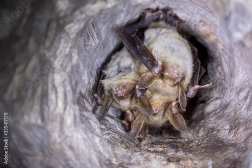 Close up group of strange animals Greater mouse-eared bats Myotis myotis hanging upside down in the hole of the cave and hibernating. Wildlife take.